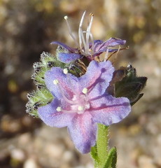 Lobostemon paniculatus
