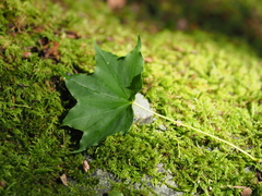 Acer pictum savatieri