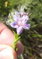Lobostemon paniculatus