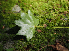 Acer pictum savatieri