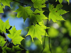 Acer pictum savatieri