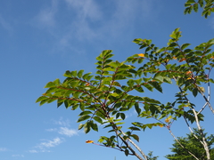 Toxicodendron trichocarpum