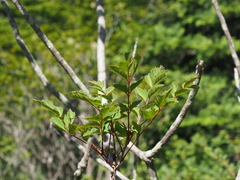 Toxicodendron trichocarpum