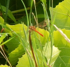 Sympetrum meridionale
