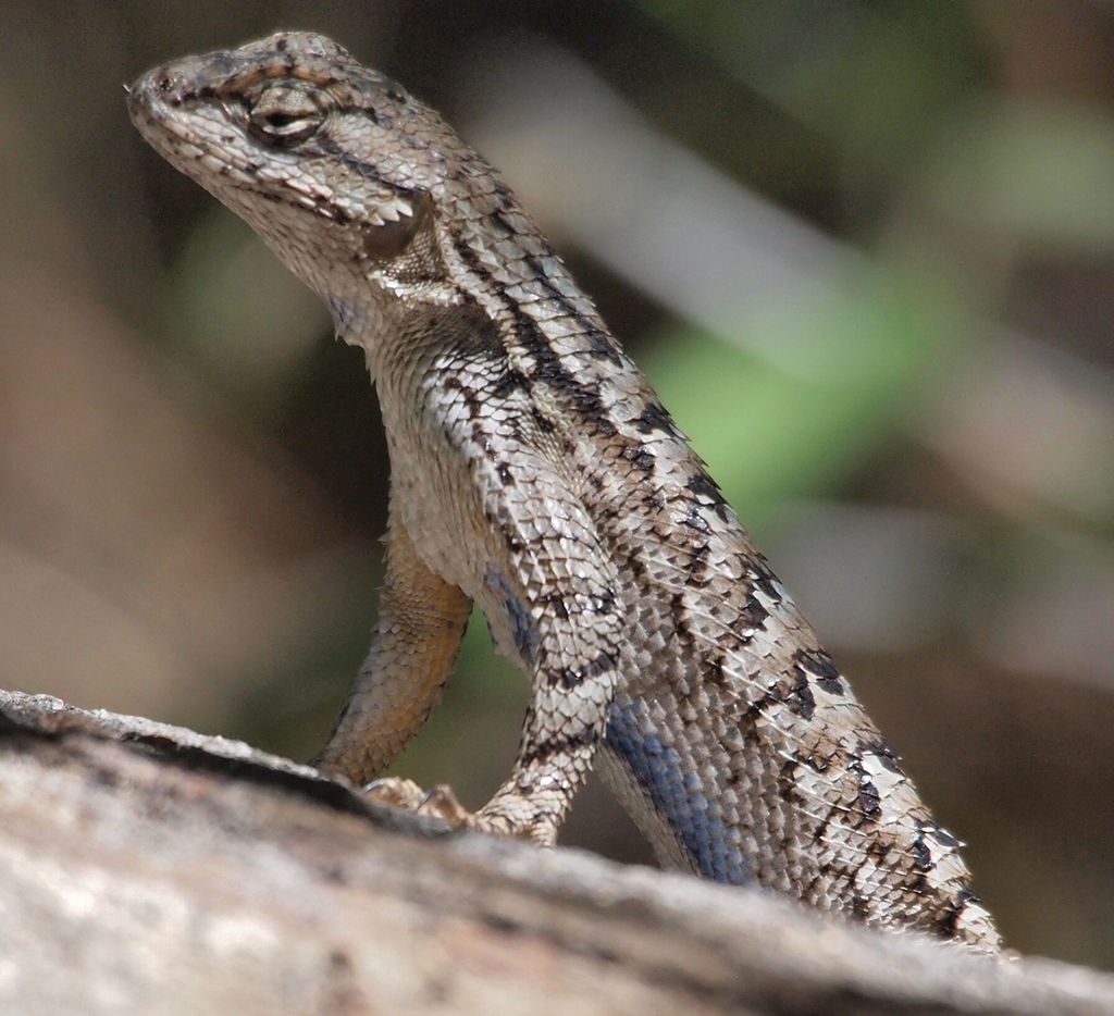 Coast Range Fence Lizard (Reptiles, Amphibians and Mammals of Foothill  College, Los Altos Hills, CA) · iNaturalist