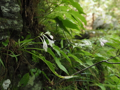 Hosta longipes longipes