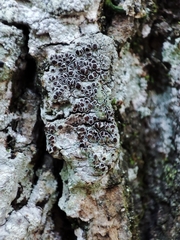 Lecanora argentata