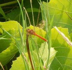 Sympetrum meridionale