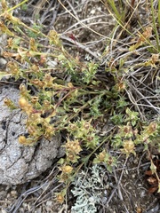 Gentiana squarrosa