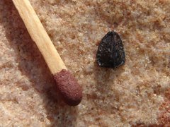 Leucadendron macowanii