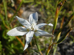Moraea viscaria