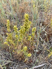 Artemisia palustris
