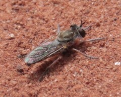 Laphystia