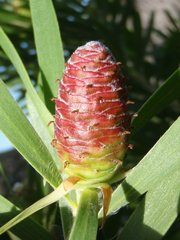 Leucadendron macowanii