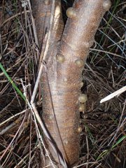 Leucadendron macowanii