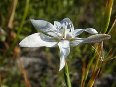 Moraea viscaria