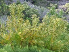 Leucadendron macowanii