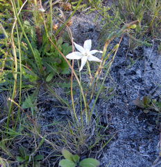 Moraea viscaria