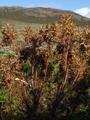 Leucadendron macowanii