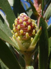 Leucadendron macowanii