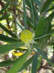 Leucadendron macowanii