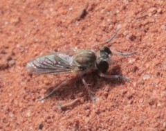 Laphystia