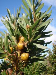 Leucadendron macowanii