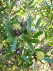 Leucadendron macowanii