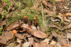 Laccaria squarrosa