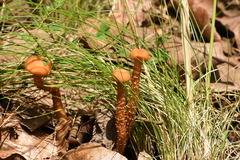Laccaria squarrosa