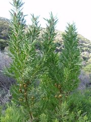 Leucadendron macowanii
