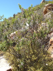 Lobostemon stachydeus