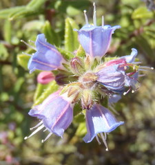 Lobostemon stachydeus