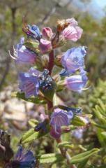 Lobostemon stachydeus