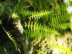 Polypodiodes niponica
