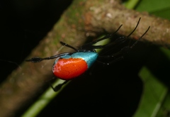 Leucauge sarawakensis