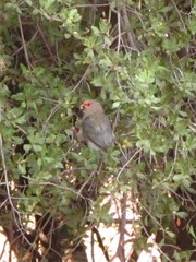 Urocolius indicus transvaalensis