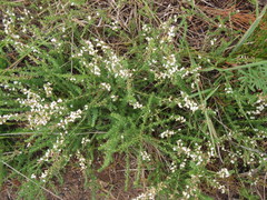 Aspalathus hispida albiflora