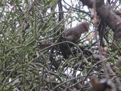 Urocolius indicus transvaalensis