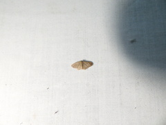 Leptostales desmogramma