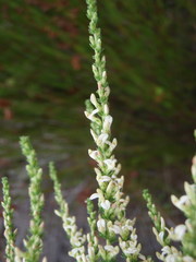 Aspalathus hispida albiflora