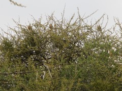 Urocolius indicus transvaalensis