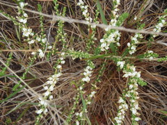 Aspalathus hispida albiflora