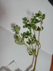 Portulaca oleracea