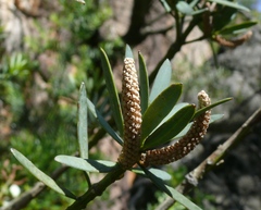Podocarpus elongatus