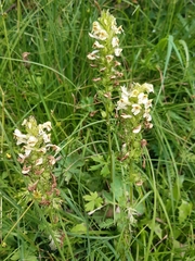 Pedicularis elongata