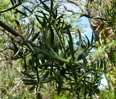 Podocarpus elongatus
