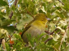 Ploceus intermedius cabanisii