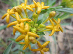 Lasiosiphon capitatus