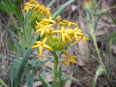 Lasiosiphon capitatus